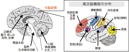 高次脳機能(大脳皮質)イメージ