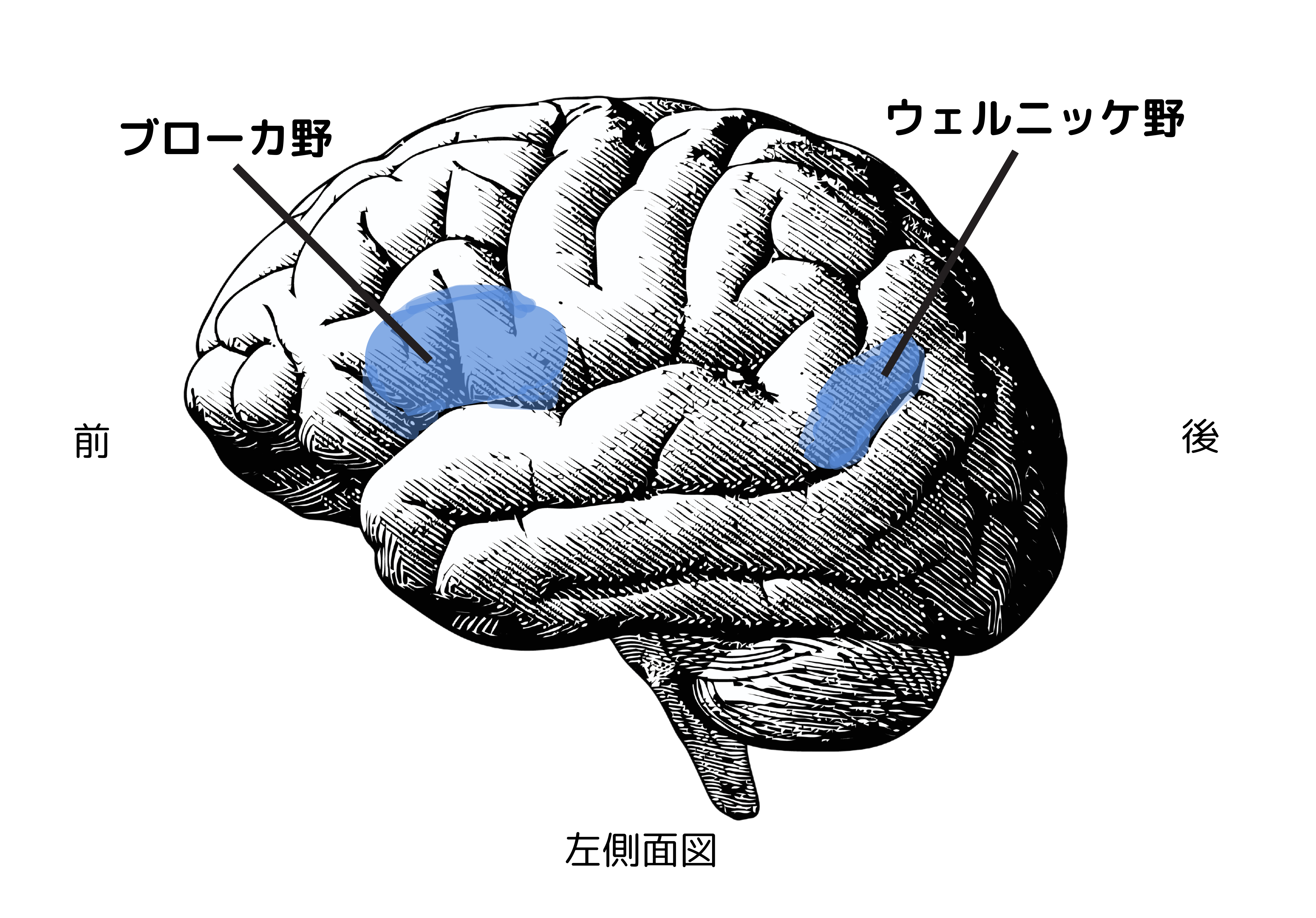 脳におけるウェルニッケ野とブローカ野の位置を図解