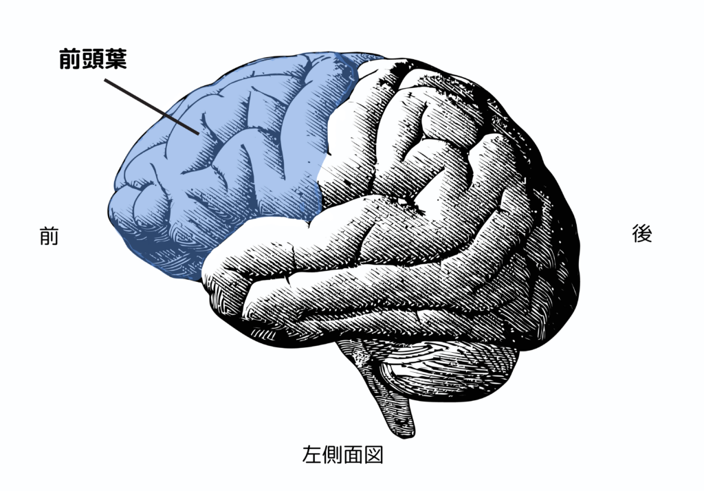 前頭葉-1024x714.png
