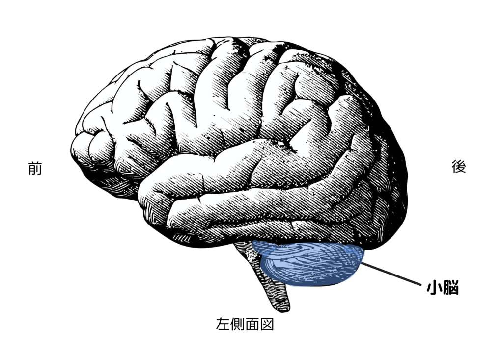 小脳-1024x714.png