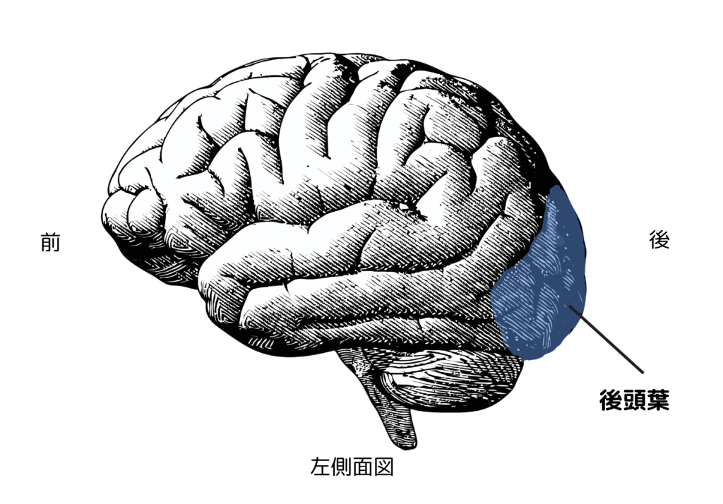 後頭葉 ｜ NeUro＋(ニューロプラス)