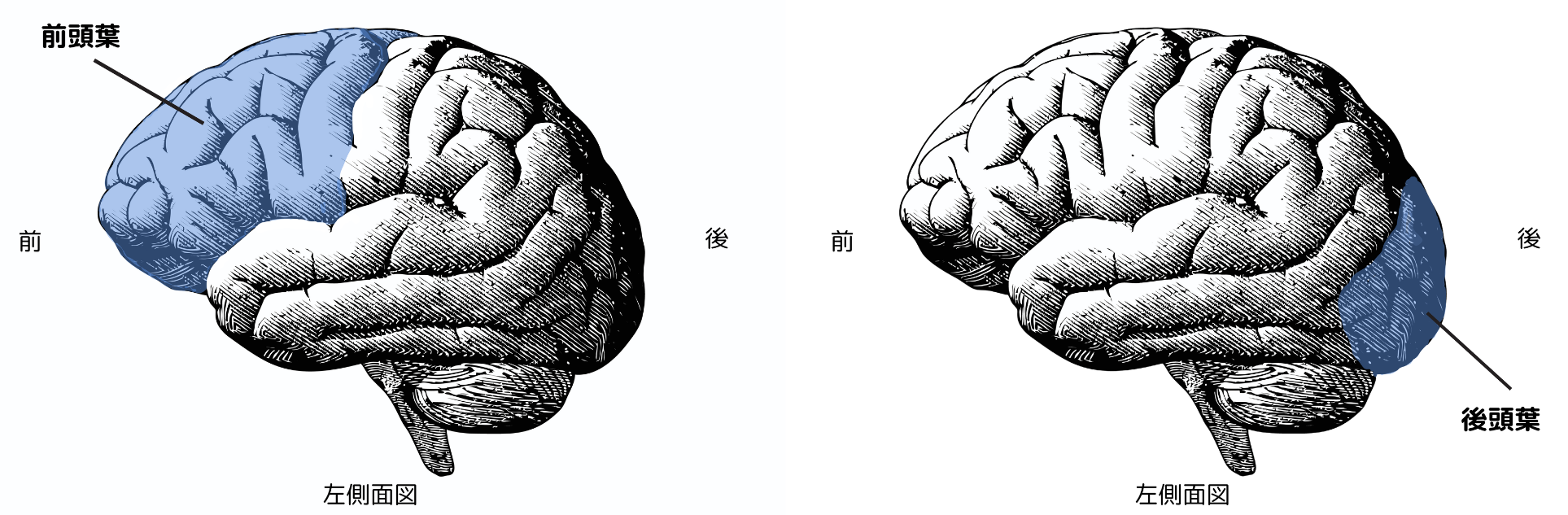 前頭葉 後頭葉